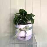 SPATHIPHYLLUM SILVER STREAK