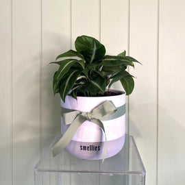 SPATHIPHYLLUM SILVER STREAK