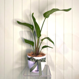 STRELITZIA NICOLAI