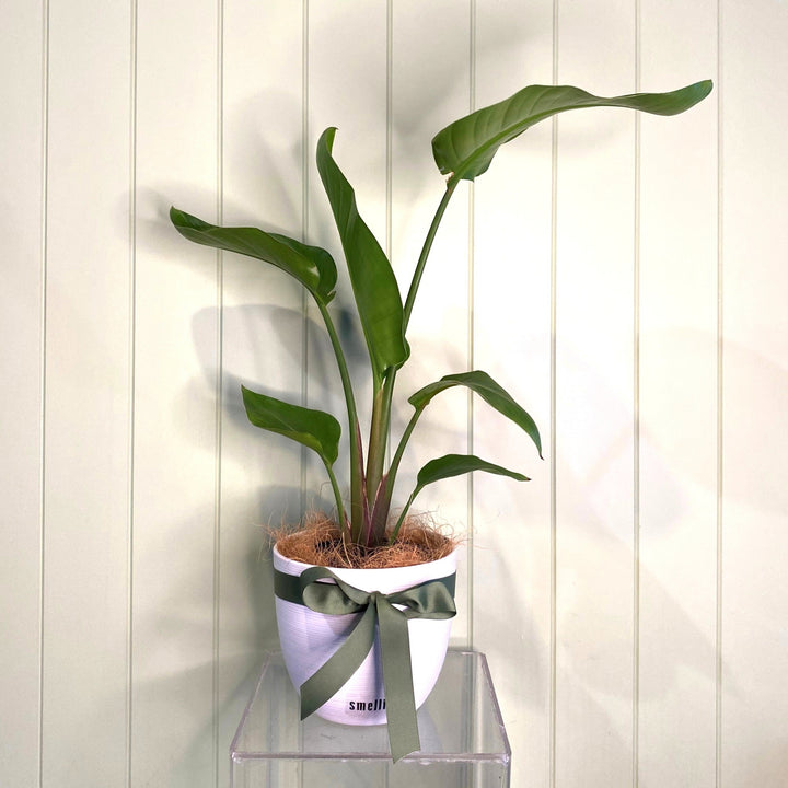 STRELITZIA NICOLAI