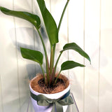 STRELITZIA NICOLAI