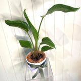 STRELITZIA NICOLAI