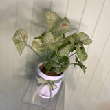 SYNGONIUM WITH PINK FLECK