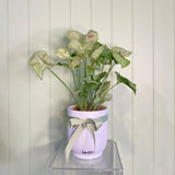 SYNGONIUM WITH PINK FLECK
