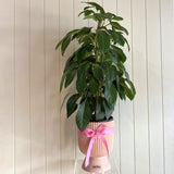 SCHEFFLERA ARBORICOLA (UMBRELLA) PLANT