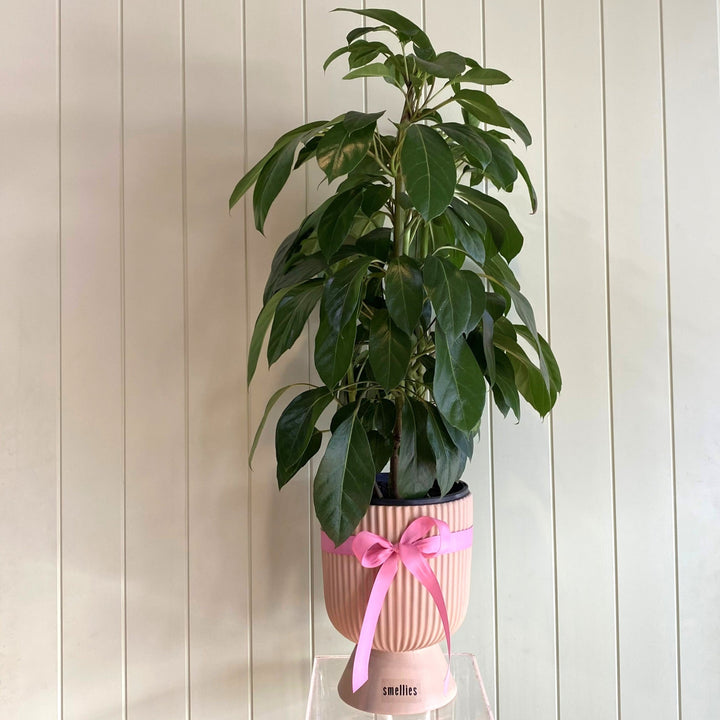 SCHEFFLERA ARBORICOLA (UMBRELLA) PLANT