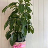 SCHEFFLERA ARBORICOLA (UMBRELLA) PLANT