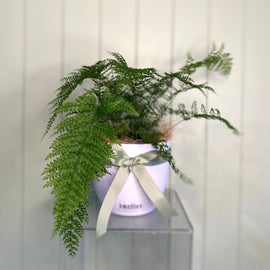UPSIDE DOWN FERN