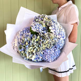 VALENTINE HYDRANGEAS