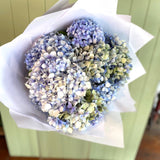 VALENTINE HYDRANGEAS