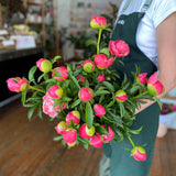 Person wearing a green apron holding an armful of stunning coral colored peony roses