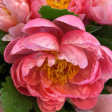 Bunch of coral pink peony roses laying down with pink wrapping paper