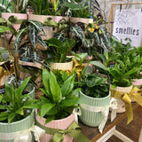 Display of potted plants with decorative ribbons on a wooden shelf.