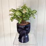 PIXIE SYNGONIUM BLACK