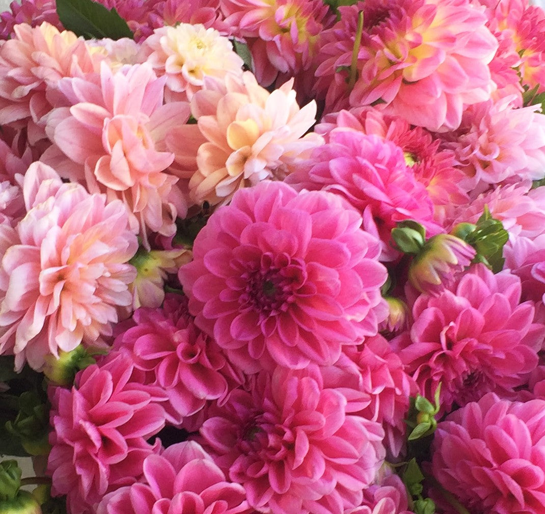 Palette of the Month